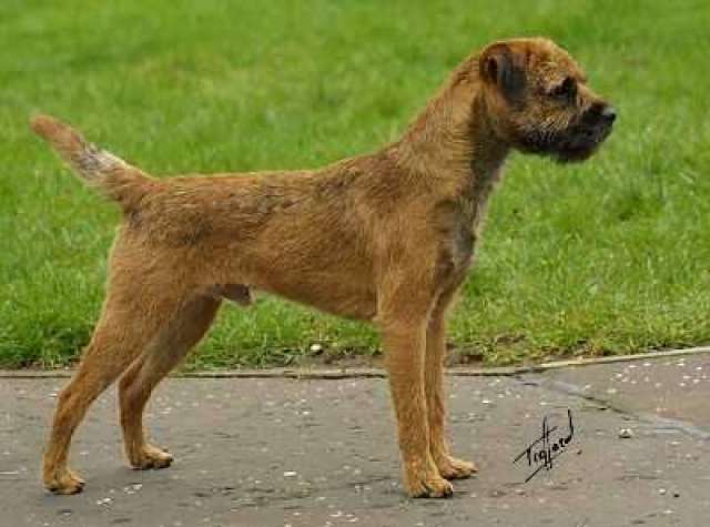 边境梗虽适合家养, 但带有攻击性, 有小孩的不建议养