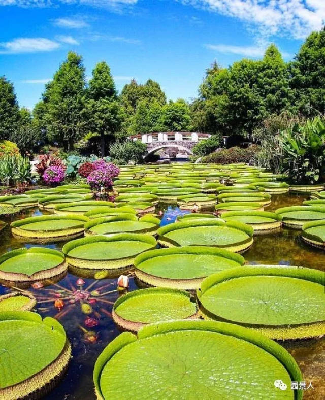 【水生植物】水生植物造景,你了解多少?