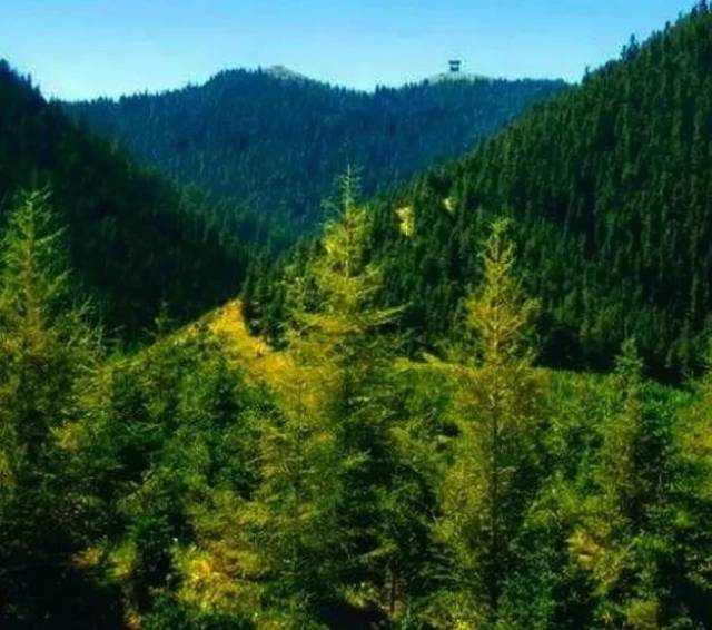 靖远哈思山: 生态屏障初显雏形 野生动物频频"上镜"