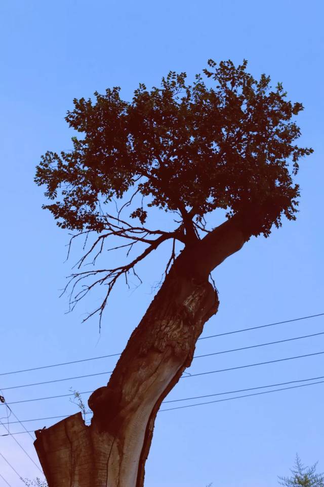 万里蹀躞,以此为归(二)——龙门村记