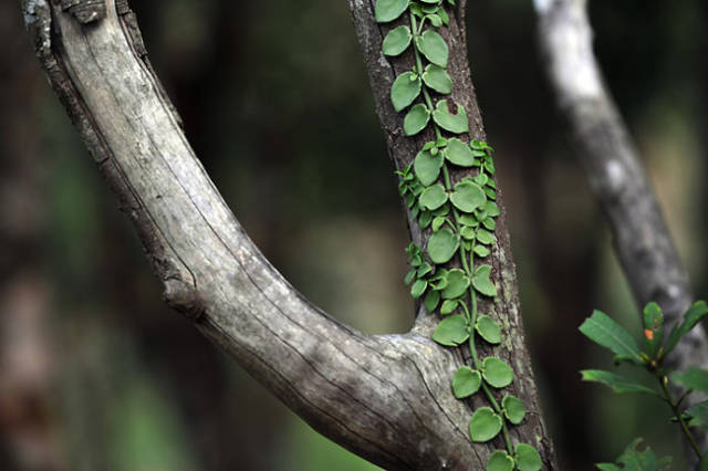 农村这种植物老农叫它穿根藤,貌不起眼的爬藤植物,作用居然这么多