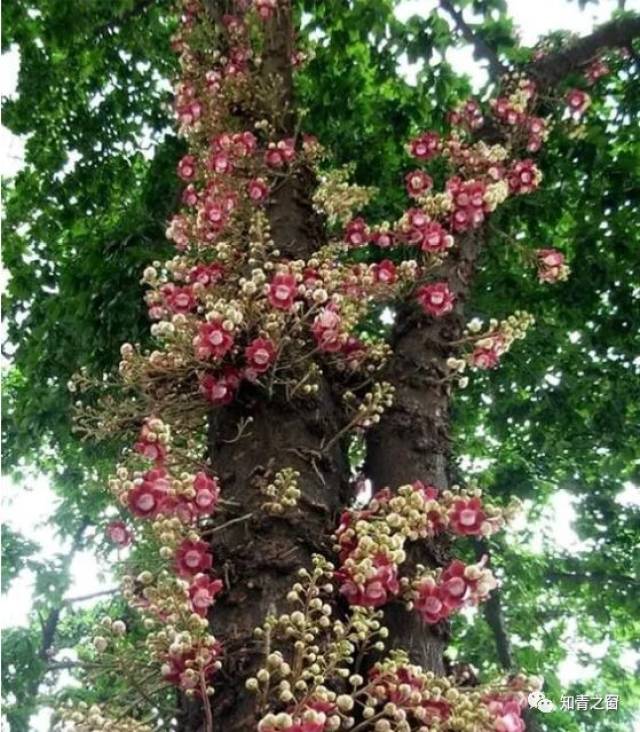 菩提开花,见者有福了!