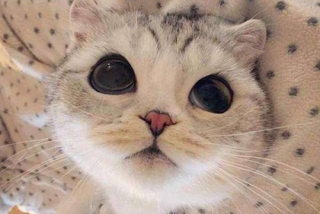 猫咪结膜炎初期症状,猫结膜炎会不会传染人