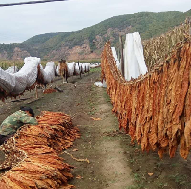 東北旱菸葉種植技術,關東農民的田園生活