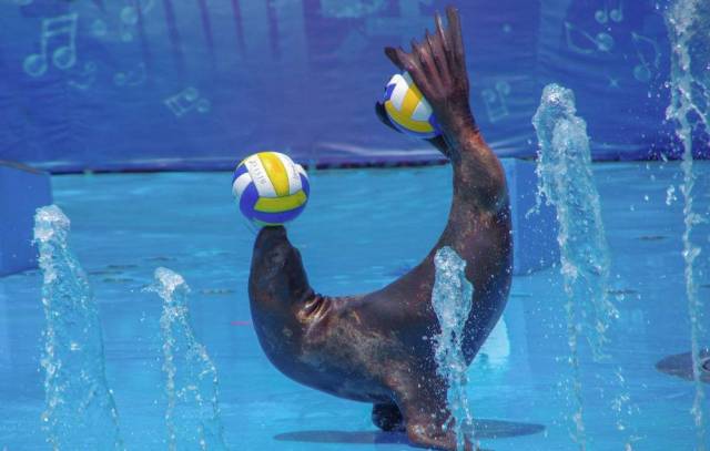 在这里,灵活的海豚和笨拙的海豹一齐扭动着圆滚滚的身体,卖力的表演着