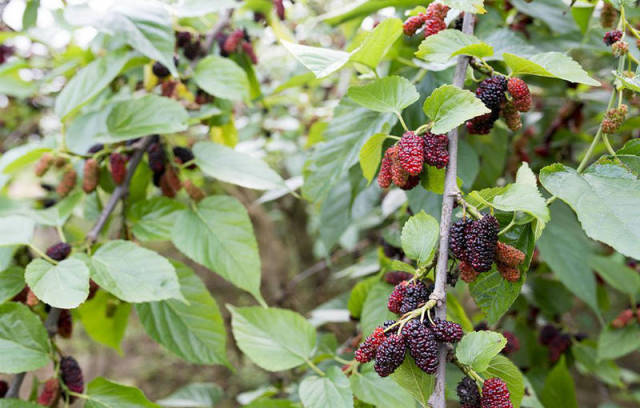 果玩台湾长果桑大十桑日本富士红桑果产量高桑叶质量好