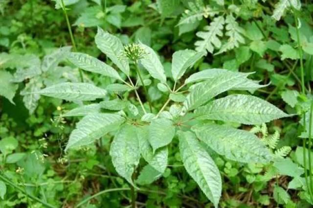 这些具有止血作用的11种植物,你知道就赚到了