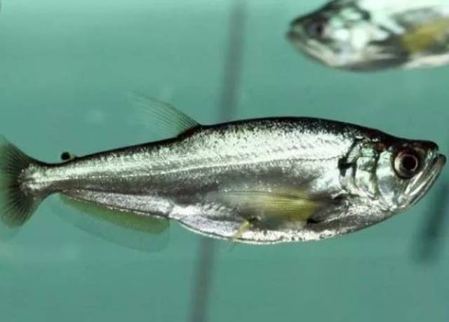 每天认识一种鱼(365)丨大型加拉辛:满嘴锋利的牙齿!