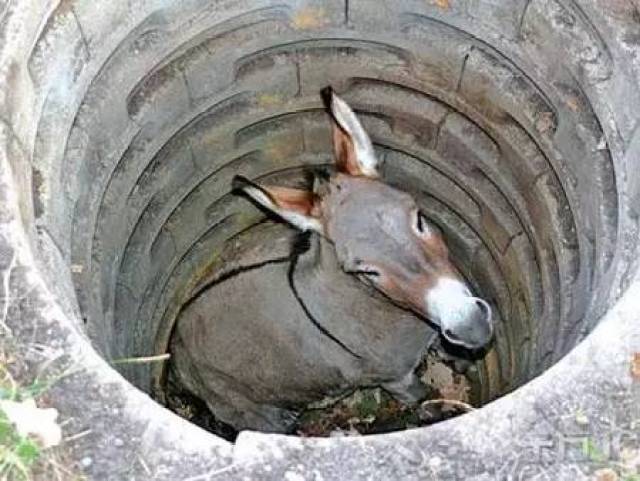 心情不好时,看看这头驴