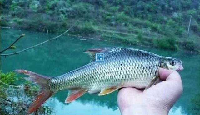 山溪野河,钓获三条濒危溪水鱼类,收获名贵稀有的极品"瓣结鱼"_手机
