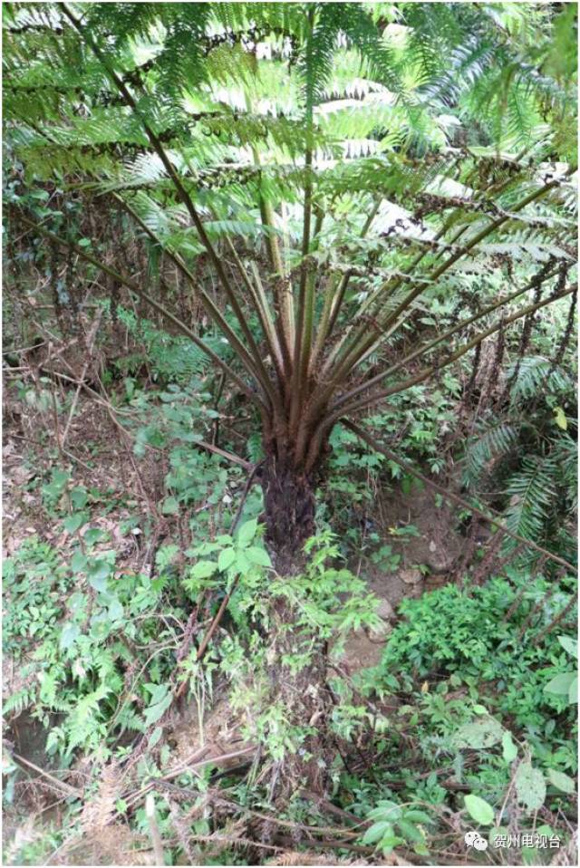 贺州姑婆山发现一片与恐龙同时代的史前植物!
