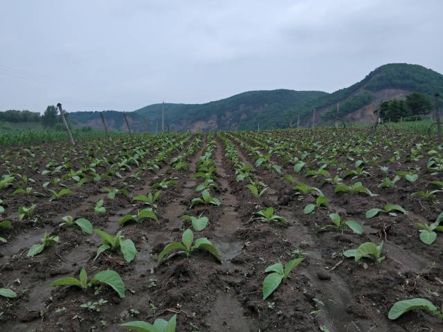 東北旱菸葉種植技術關東農民的田園生活