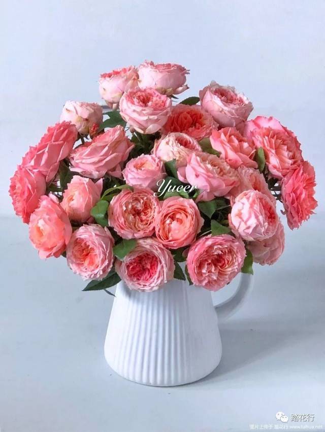 【月季欣赏】甜蜜回音