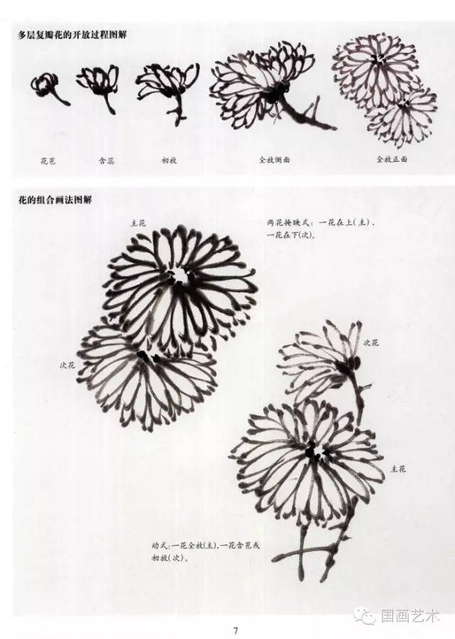 菊花的结构组成示意图图片
