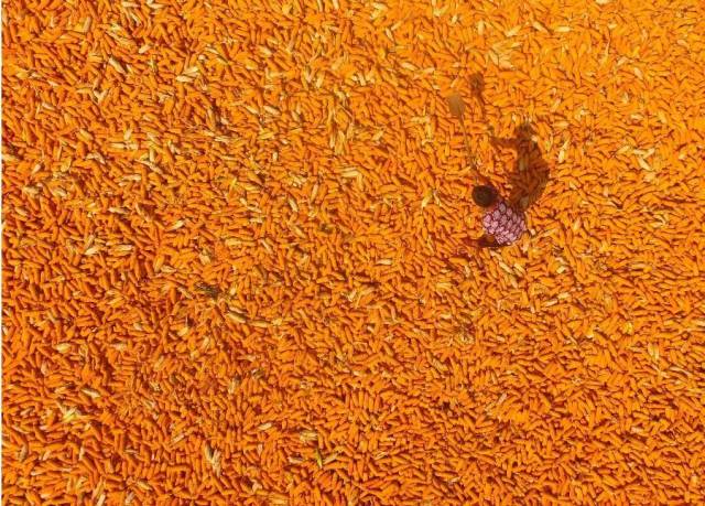 9月6日,聊城市茌平县贾寨镇耿三庄村的村民在晾晒玉米(无人机拍摄).