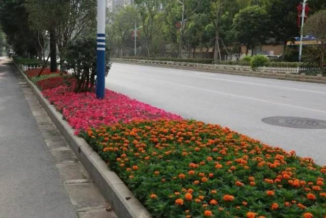 道路岛头,隔离花箱布置