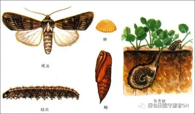 地下部分,种子,幼苗或近土表主茎的杂食性昆虫,种类很多,主要有蝼蛄