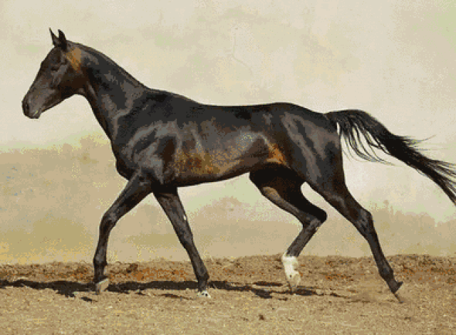 一马当先 | 有马自"天上"来