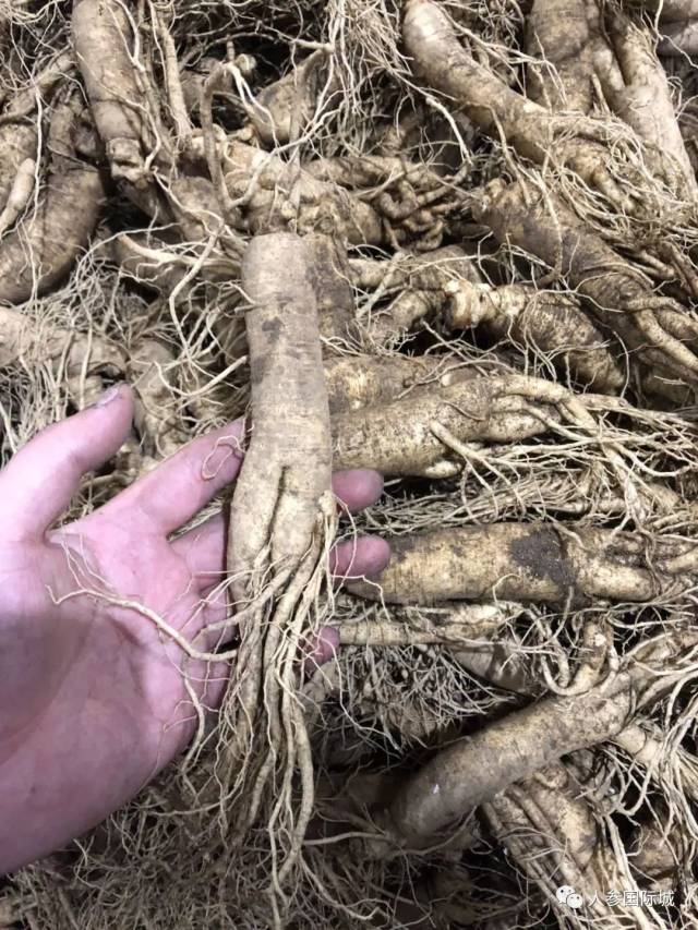 万良水参价格 15-25元 20-34元 四年 2-2  30