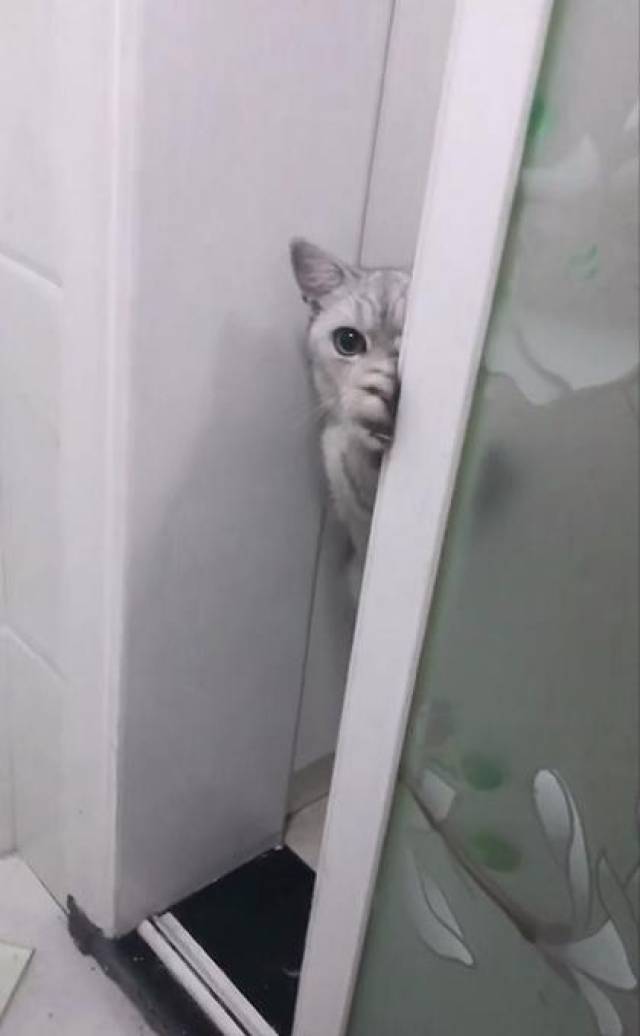 主人上厕所时,猫咪要透过门缝检查很多次,猫:真怕你背着我偷吃