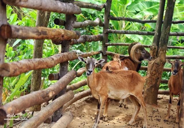 三亚彩色动物园,探寻各种可爱的动物们