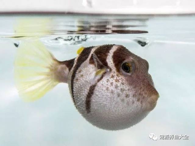 和月亮特別有緣的觀賞魚,非魨科魚莫屬!| 寵派養魚大全