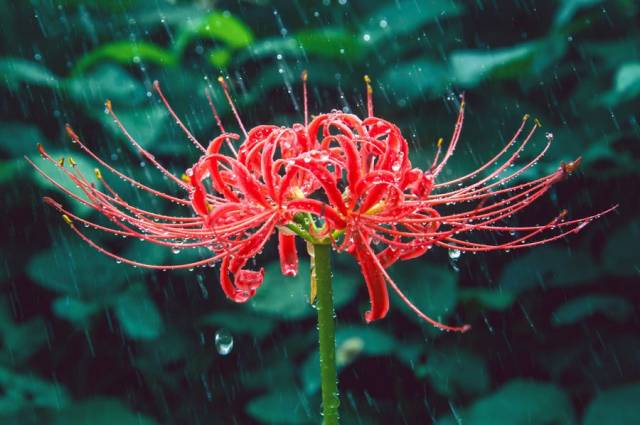 丰都鬼城的彼岸花节即将来到,30万株彼岸花开满名山!还有花仙子登场!