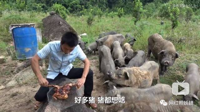 江西小哥竹鼠的1000种吃法都比不过这些生吃