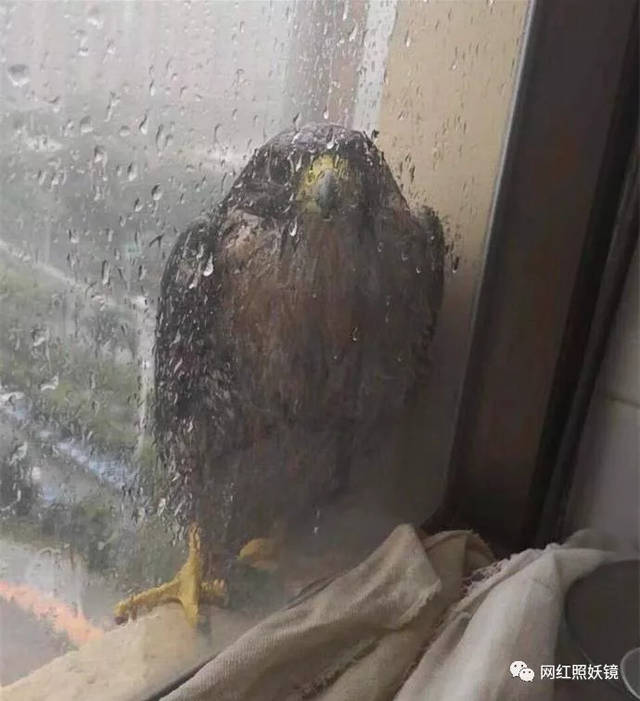 江西小哥竹鼠的1000种吃法都比不过这些生吃