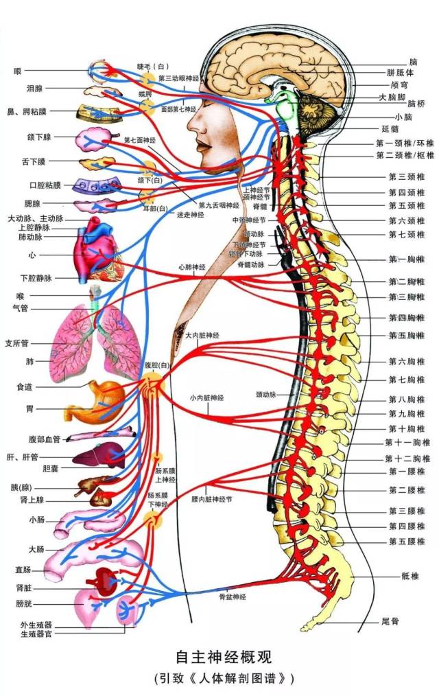 自主神经系统控制