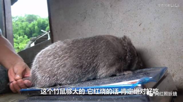 江西小哥竹鼠的1000种吃法都比不过这些生吃