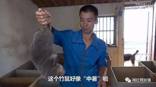 江西小哥竹鼠的1000种吃法都比不过这些生吃