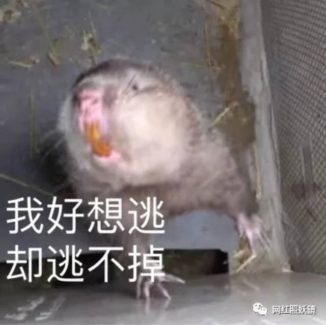 江西小哥竹鼠的1000种吃法都比不过这些生吃