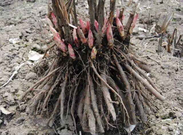 芍药根的最佳种植时间,您又知道吗?_手机搜狐网