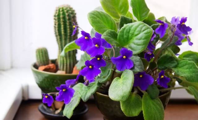 这9种植物都有紫色的花朵，大部分都是可以养在室内的_搜狐网