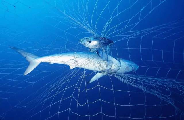 据《悉尼先锋报》报道,在2015-2016年度,新州防鲨网 共90次捕获受威胁