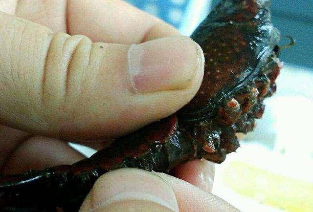 麻辣小龙虾秘制配方,夜市狂卖几百斤的秘诀,一人一斤都不够吃!