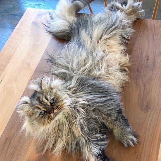 网红鳌拜猫高清图集,让人看一眼就爱上的猫咪,也就它能办到吧!