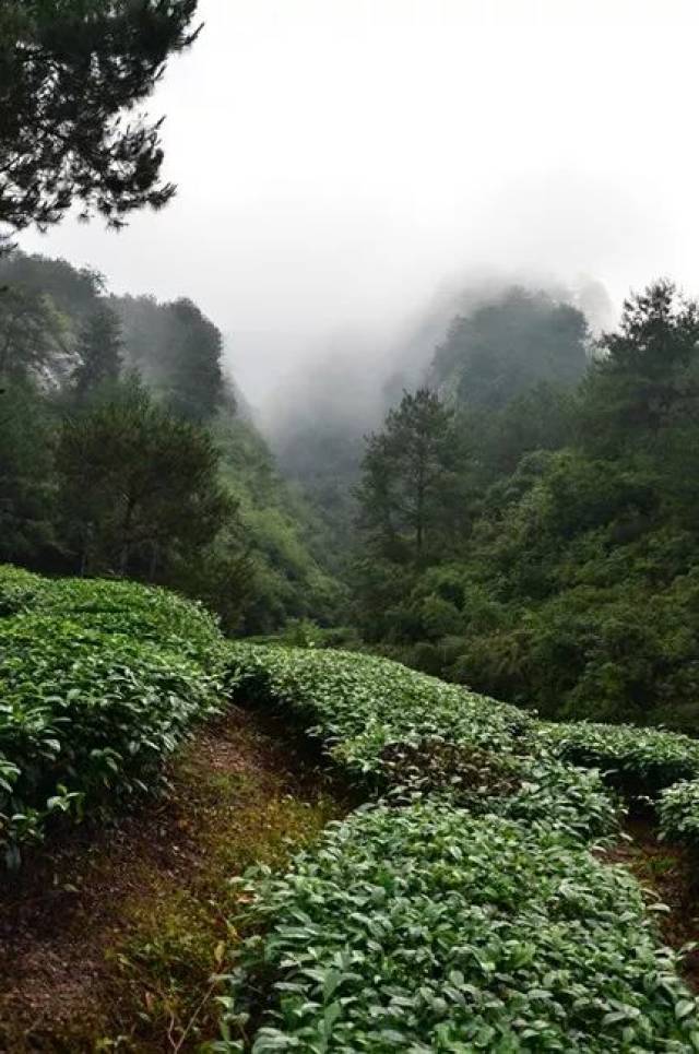 武夷山景区内正岩茶园风光欣赏(赏心悦目)