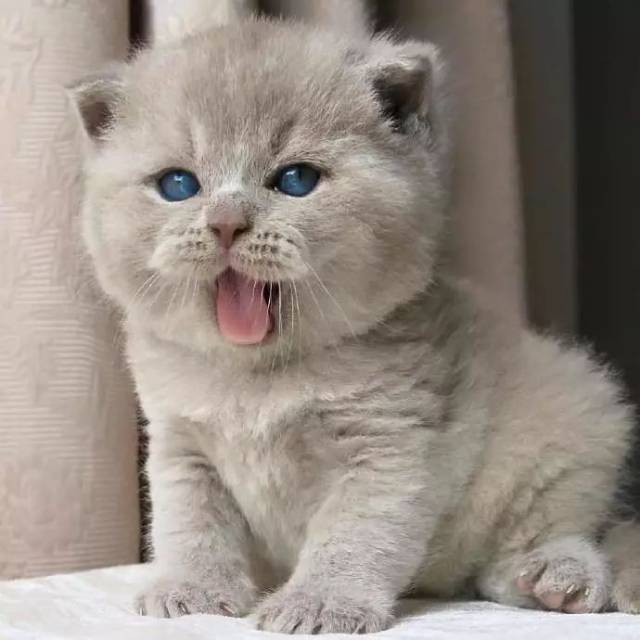 蓝眼睛的小猫咪好漂酿!