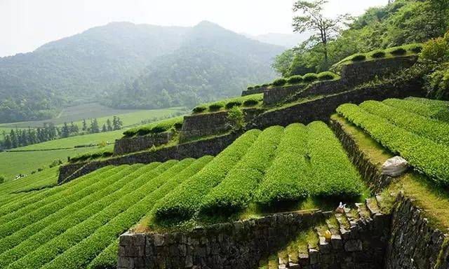富盛镇御茶村抹茶园图文先带你去看几个吧!绍兴这些最美田园你去过吗?