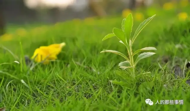 张景泽:那些平凡如草的人生