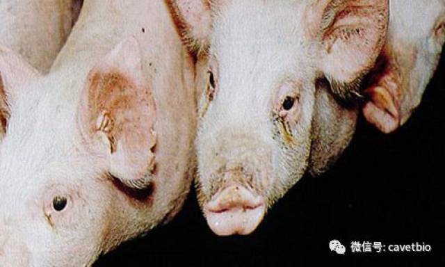 【动物疫病】猪传染性萎缩性鼻炎(swine infectious atrophic