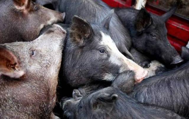 人吃猪变成猪吃人!800斤母猪咬死主人吃掉尸体