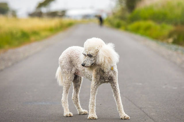 3岁泰迪口臭怎么办,泰迪狗口臭怎么办才好