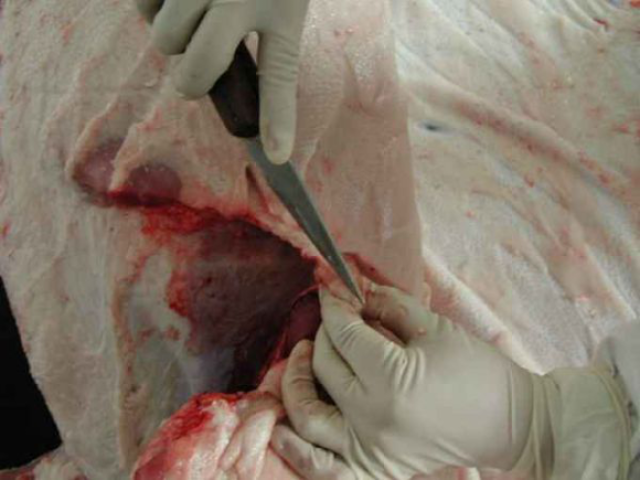 干货!老兽医教你一步一步学习猪的解剖流程(上)