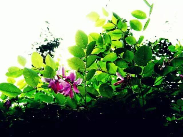 「品读·经典」汪曾祺:人间草木