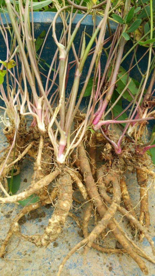 这种野草,农村很多人小时候天天吃,现在的价格买不起