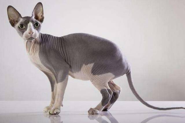 「加拿大无毛猫」加拿大无毛猫多少钱?无毛猫