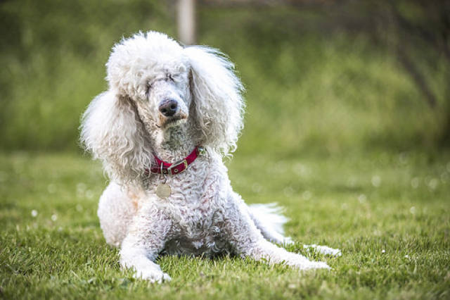 3岁泰迪口臭怎么办,泰迪狗口臭怎么办才好